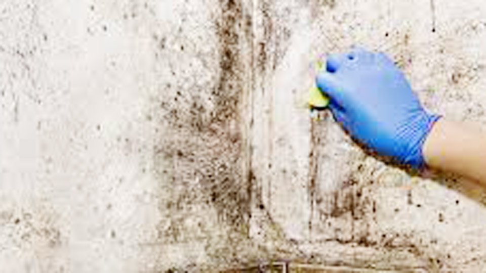 How Long Can I Leave Vinegar on Mold Overnight