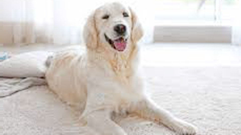 How to Get Dried Dog Pee Stains Out of Carpet