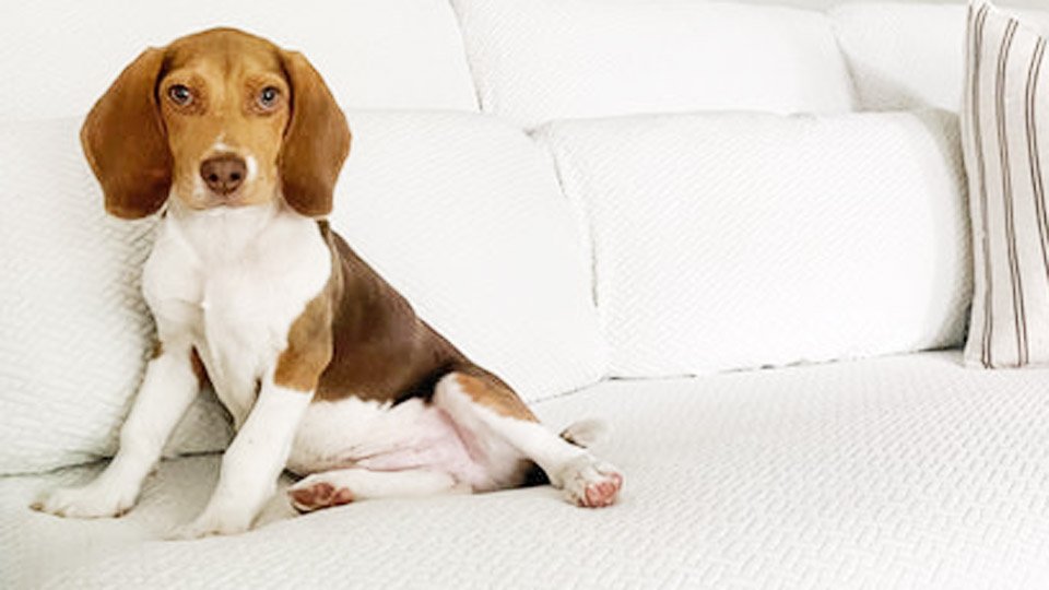 How to Protect Your Couch From Dog Pee
