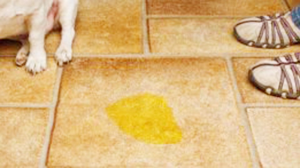 Best Tile Cleaner for Pet Urine