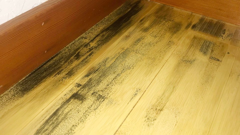 Can I Leave Vinegar on Mold Overnight on Wood?