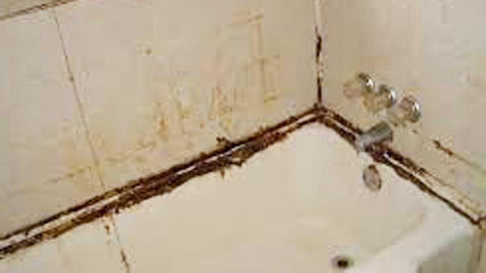 Does Bathroom Cleaner Kill Mold? Expert Cleaning Tips