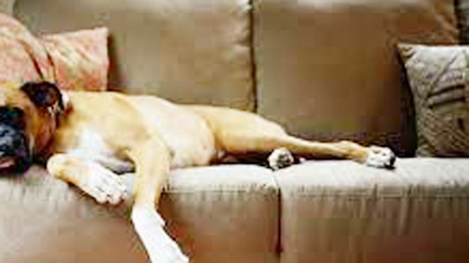 How to Get Dog Pee Out of a Leather Couch