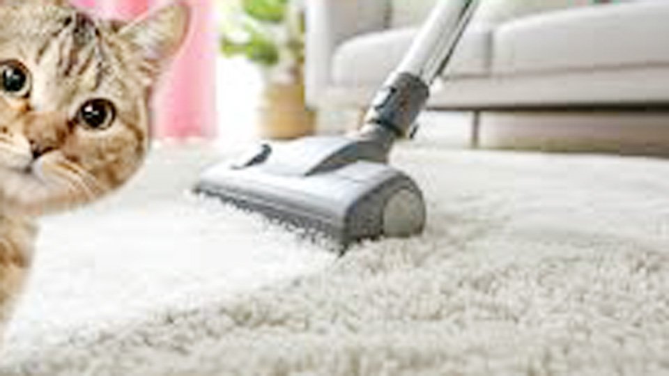 What is the Best Cleaner for Cat Urine in Carpet?