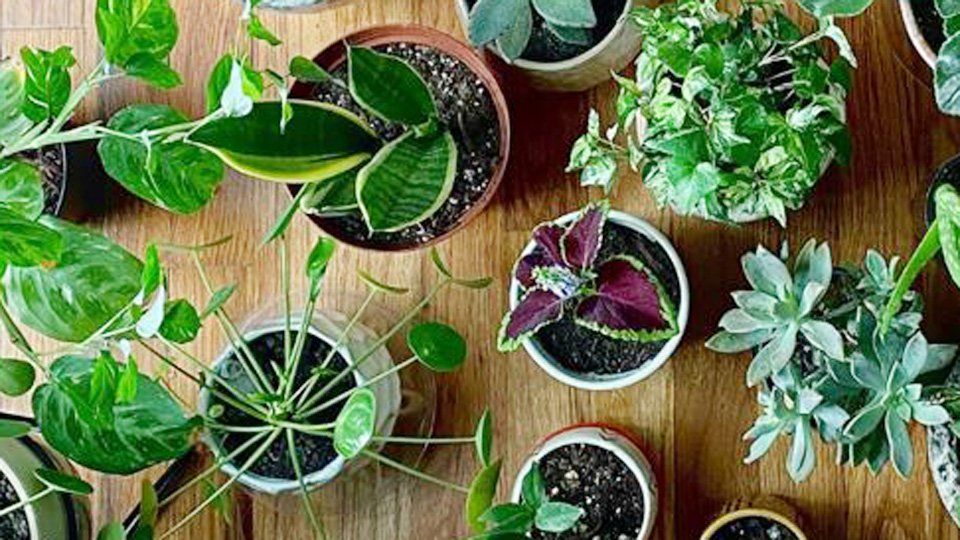 What Plant Cleans the Air in Your House