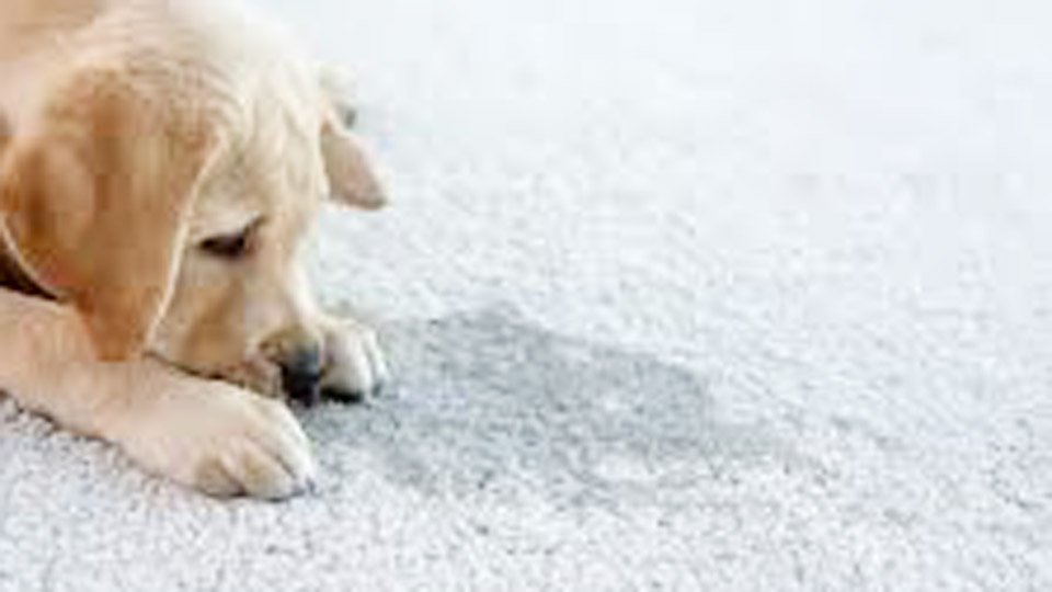 Does Carpet Cleaning Remove Dog Urine Smell