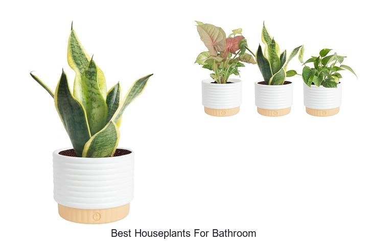 best houseplants for bathroom