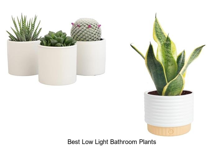 best low light bathroom plants