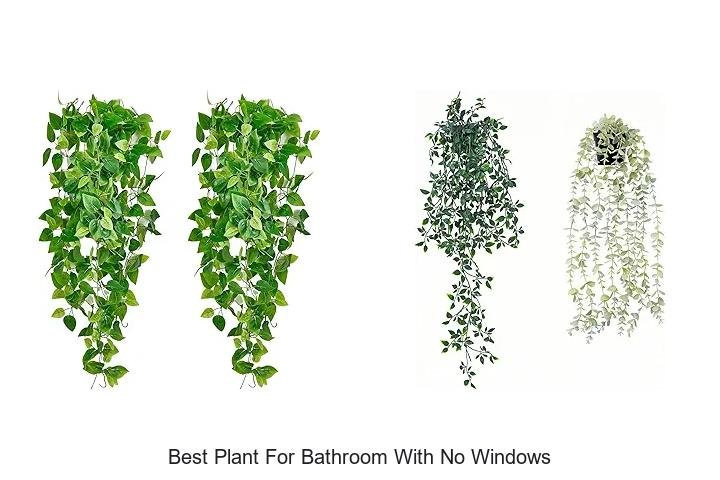 best plant for bathroom with no windows