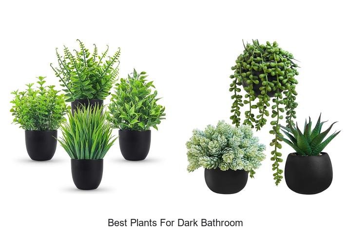 best plants for dark bathroom